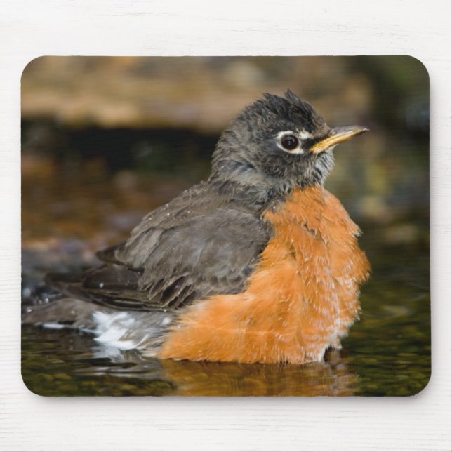Mousepad Tordo-americano banhando-se 2 (Frente)