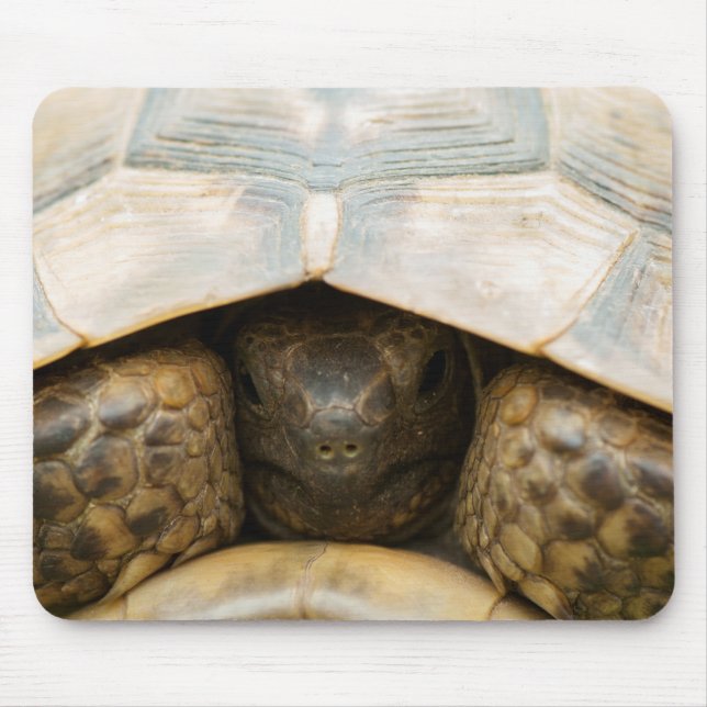 Mousepad Tortoise (Frente)