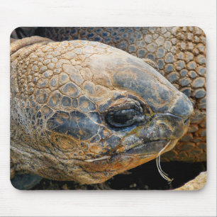 MOUSEPAD TORTOISE GIGANTE