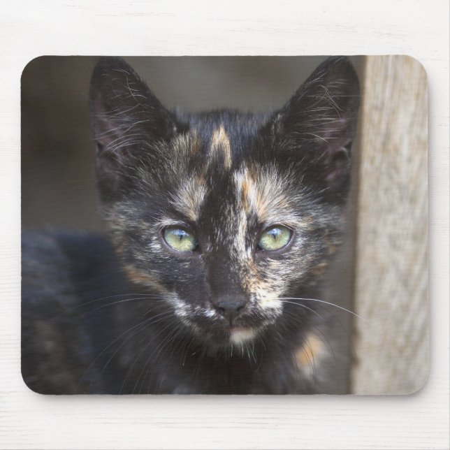 Mousepad TortoisesInferno Kitten (Frente)
