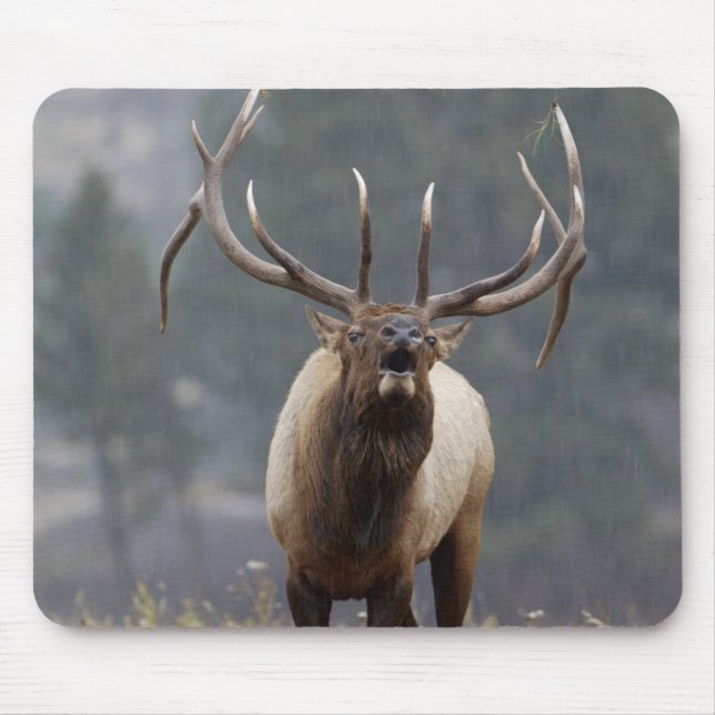 Mousepad Touro de Elk Bull, Yellowstone NP, Wyoming 2 (Frente)