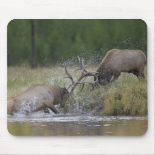 Mousepad Touros de alce lutando, Yellowstone NP, Wyoming