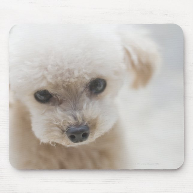 Mousepad toy poodle (Frente)