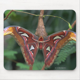 Mousepad Traça de atlas