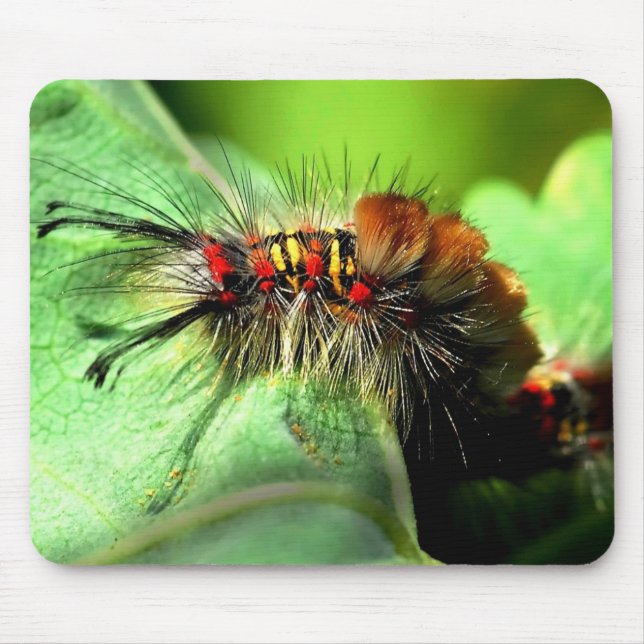 Mousepad Traça de Tussock Caterpillar da ilha de Anacapa (Frente)