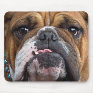 Mousepad Travesseiro decorativo Inglês Bulldog