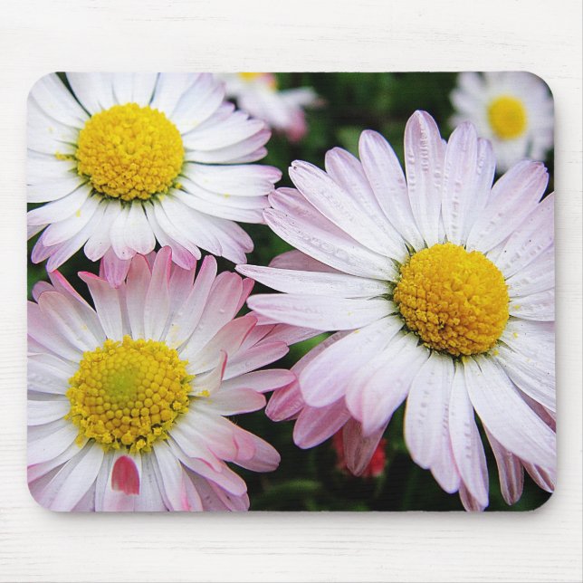 Mousepad Três almofadas rosa de margaridas (Frente)