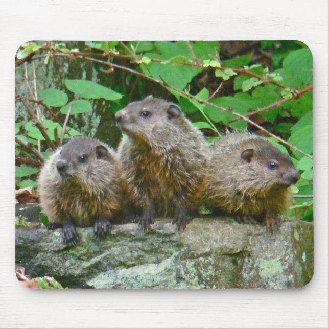Mousepad Três Bebês Groundhogs (Frente)
