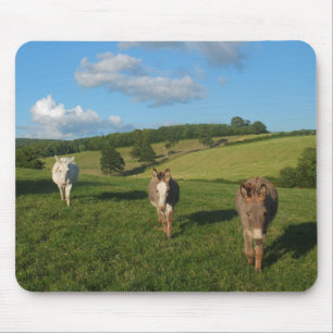Mousepad Três Burros em uma Fotografia de Campo