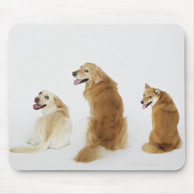 Mousepad Três cachorros olhando a câmera (Frente)