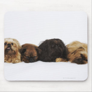Mousepad Três cães de Pekingese e único Pug que