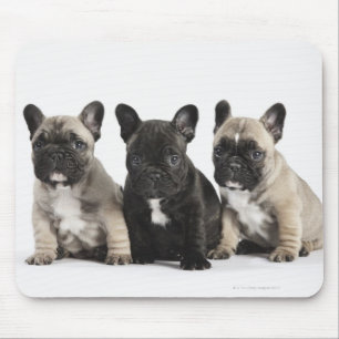 Mousepad Três filhotes de cachorro da pedigree