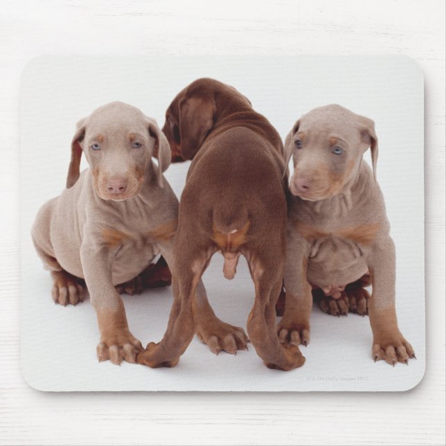 Mousepad Três filhotes doberman (Frente)
