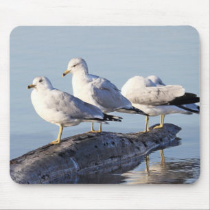 Mousepad Três gaivotas em um registro