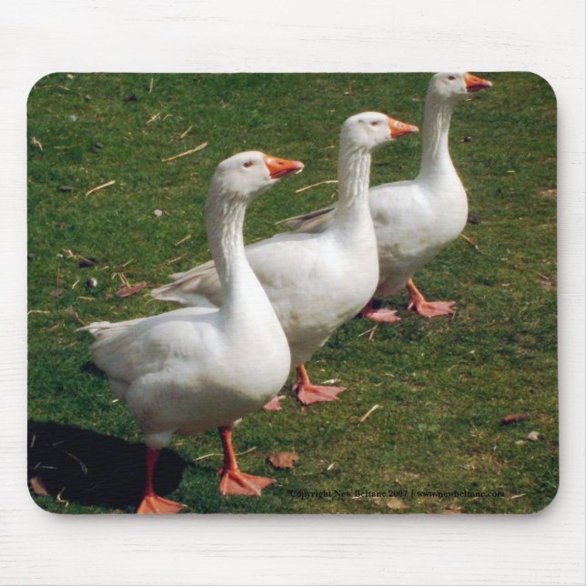 Mousepad Três Gansos a Strutting. Personalizar. (Frente)