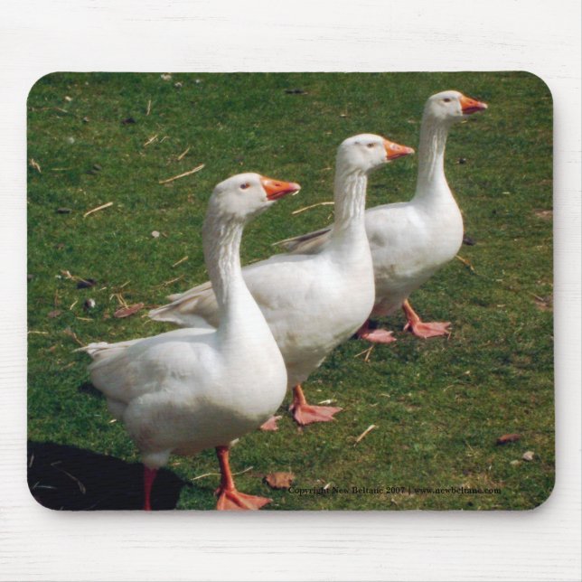 Mousepad Três Gansos a Strutting. Personalizar. (Frente)