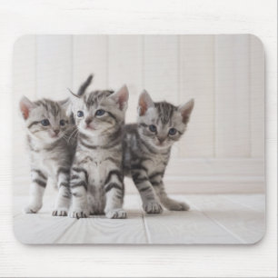 Mousepad Três gatinhos de Shorthair do americano