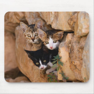 Mousepad Três gatinhos lindos e curiosos