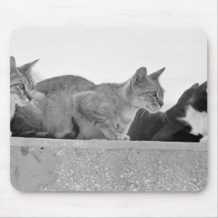 Mousepad Três gatos