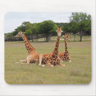 Mousepad Três Girafa na Jante Fóssil
