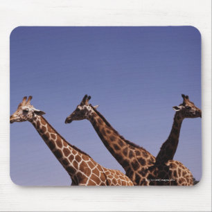 Mousepad Três girafas