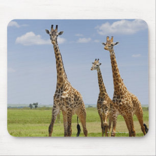 Mousepad três girafas do Masai, camelopardalis do Giraffa