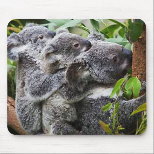 Mousepad Três Koala em uma árvore