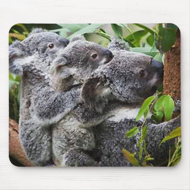 Mousepad Três Koala em uma árvore (Frente)