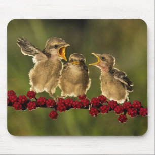 Mousepad Três pássaros de Schach do Lanius do bebê