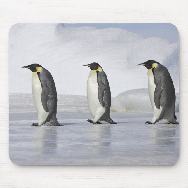 Mousepad Três Pinguins Imperadores, Ilha Snow Hill (Frente)