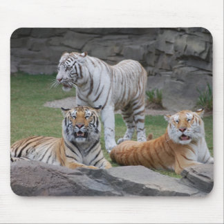Mousepad Três tigres