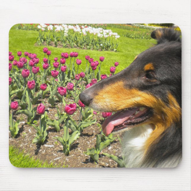 Mousepad Tri Collie N na proteção do mouse Tulips (Frente)