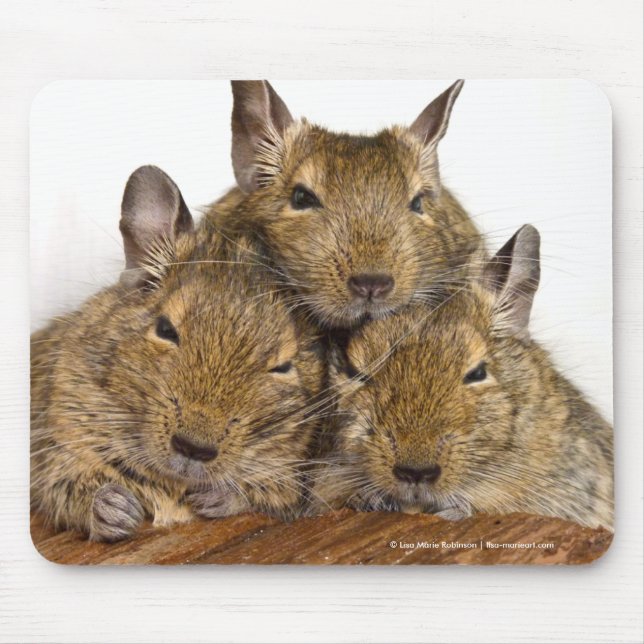 Mousepad Trio aplanando de Degu (Frente)