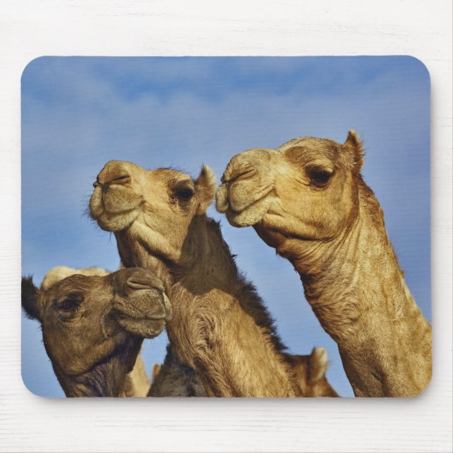 Mousepad Trio de camelos, mercado de camelos, Cairo, Egito (Frente)