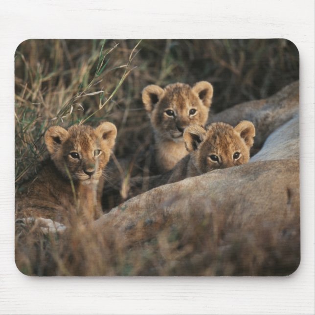 Mousepad Trío de filhotes de Leão com seis semanas de idade (Frente)