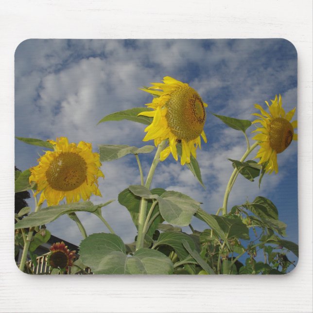 Mousepad Trio de girassol (Frente)