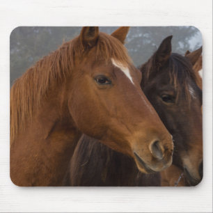 Mousepad Triplets de cavalos