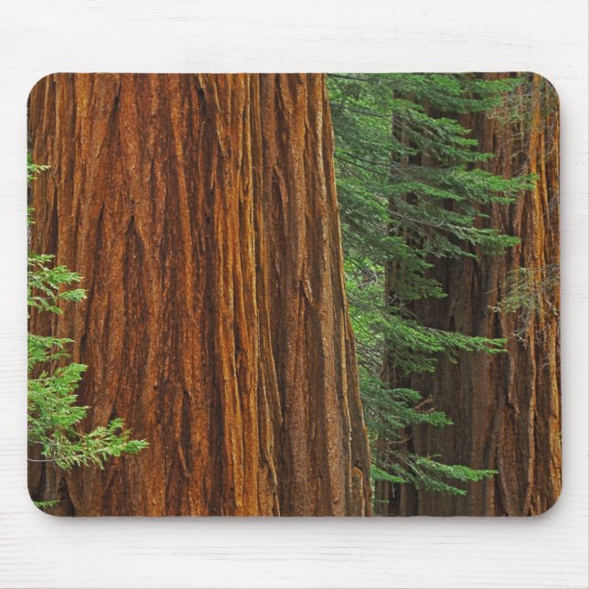Mousepad troncos de sequóia gigante na floresta, Yosemite (Frente)