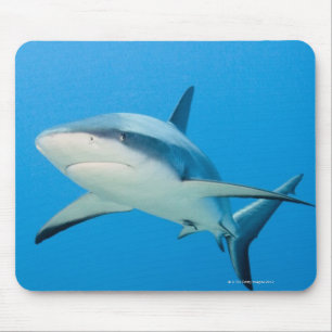 Mousepad Tubarão das caraíbas do recife (perezi do