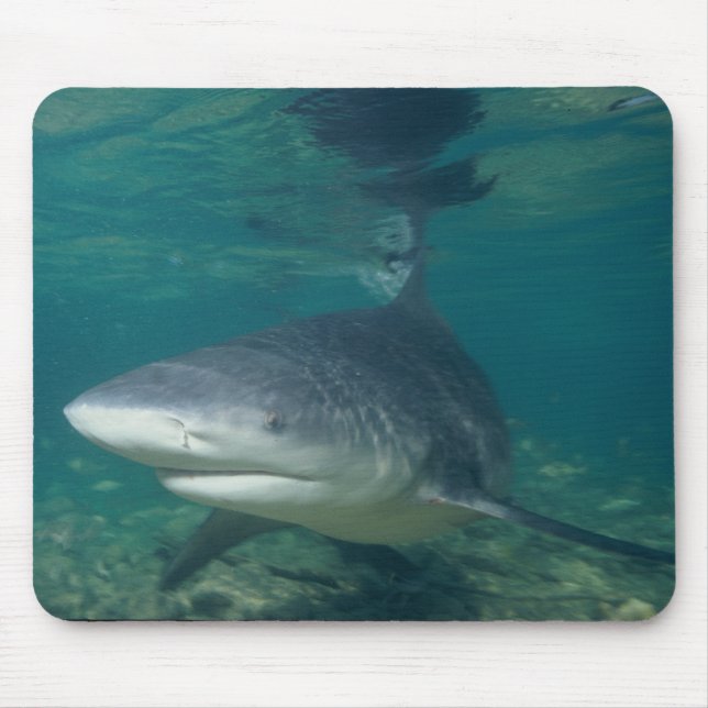 Mousepad Tubarão de Bull - leucas do Carcharhinus (Frente)