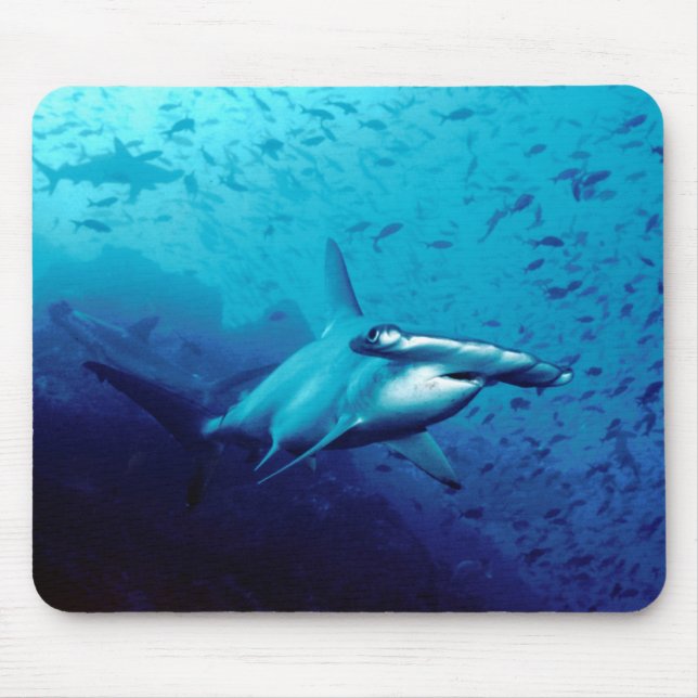 Mousepad Tubarão de Hammerhead (Frente)