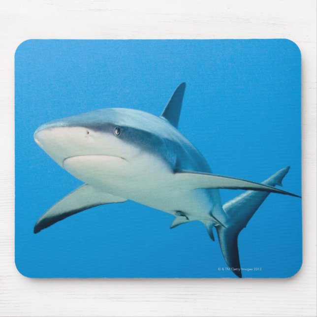 Mousepad Tubarão-recife-Caribe (Carcharhinus perezi) (Frente)