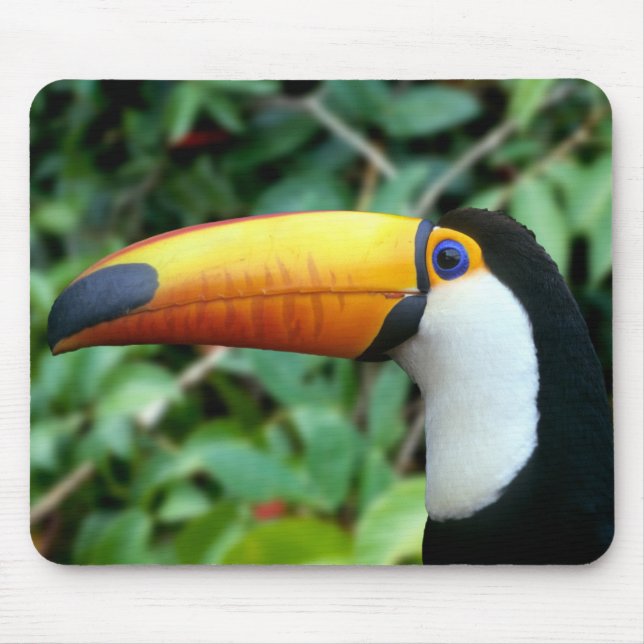 Mousepad Tucano-de-bico-amarelo (Frente)