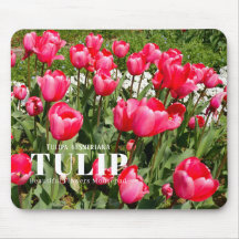 Tulip