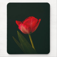Tulip Vermelho solteiro
