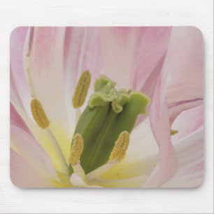 Mousepad Tulipa close-up, Jardins Keukenhof, Lisse,