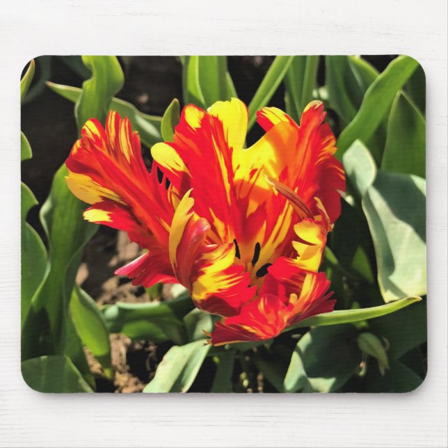 Mousepad Tulipa de Papagaio Flaming de dentro a (Frente)