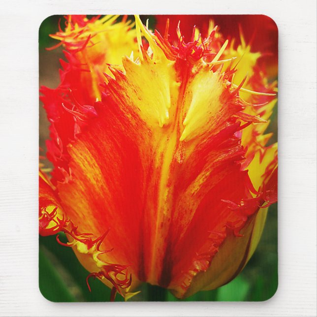 Mousepad Tulipa Vermelha E Amarelo (Frente)