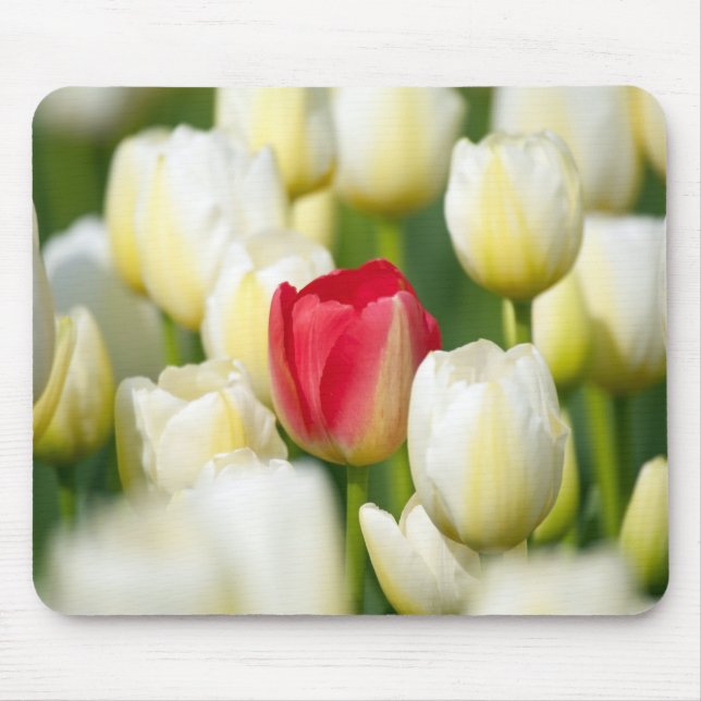 Mousepad Tulipa vermelha em um campo das tulipas brancas (Frente)