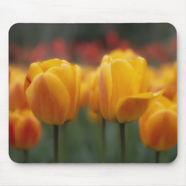Mousepad Tulipas 2 (Frente)